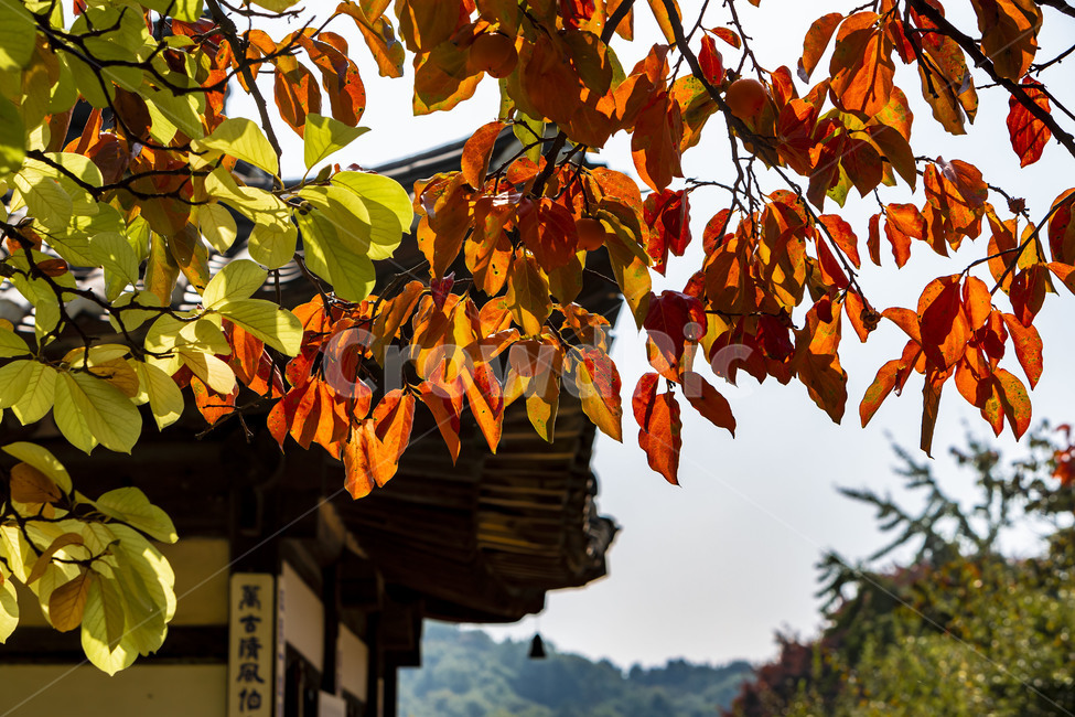가을,낙엽,단풍,감나무,감,자연,풍경,식물,잎,가을,계절,fall,autumn,season,leaf,plant