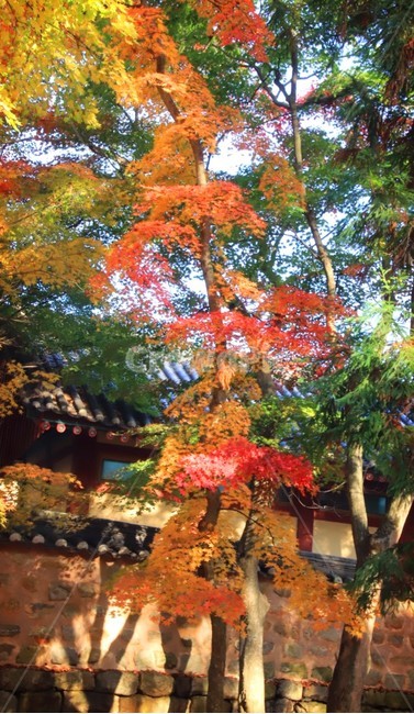 나무,단풍,오색,가을,애기,가을,계절,fall,autumn,season,tree,plant,식물,maple