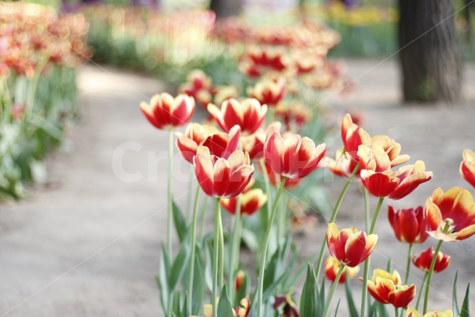 튤립,꽃,공원,자연,식물,봄,꽃길,식물,자연,plants,nature,봄,계절,spring,season,꽃,flower,plant