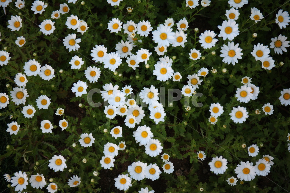 꽃,꽃밭,화훼,플라워,flower,flowergarden