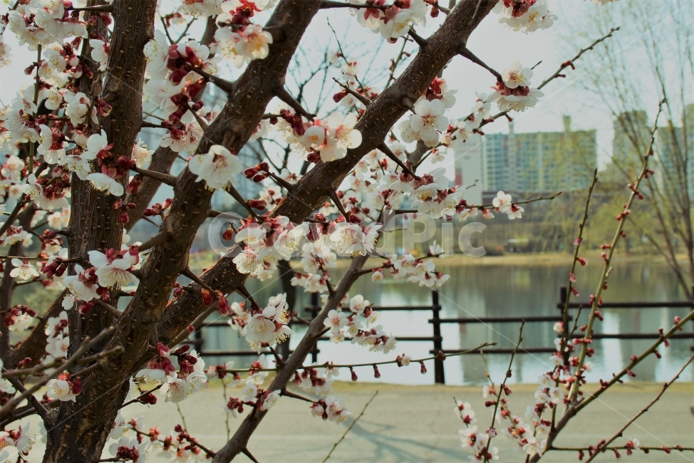 꽃,호수,공원,자연,봄,spring,flower,핑크,분홍색,나무,동네,봄꽃,산책,산책길,거리,일상,식물,화원,봄,계절,spring,season,식물,자연,plants,nature,꽃,flower,plant,blossom,cherry blossom,벚꽃
