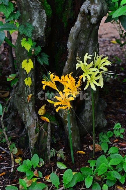 tree,나무,treetrunk,나무줄기,leaf,잎,plant,식물,blossom,flower,꽃,상사화,꽃무릇,노랑