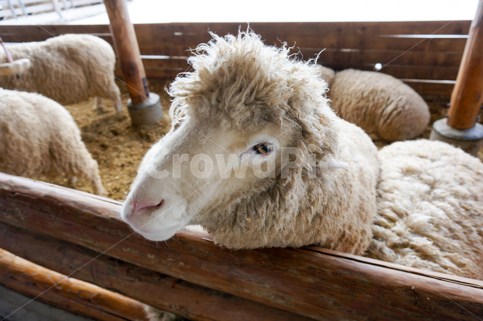 mammal,포유류,sheep,양,animal,동물,대관령,양떼목장,동물,animal,포유류,mammal,목축업,목장,livestock farming,ranching,pasture