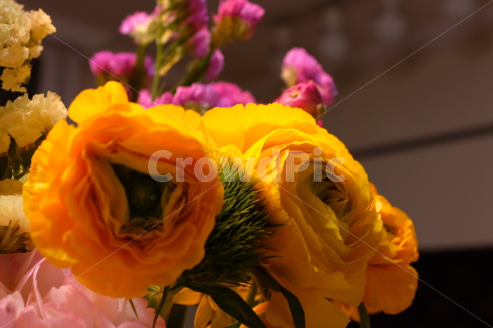 꽃,꽃다발,노란색,flower,라넌큘러스,꽃,flower