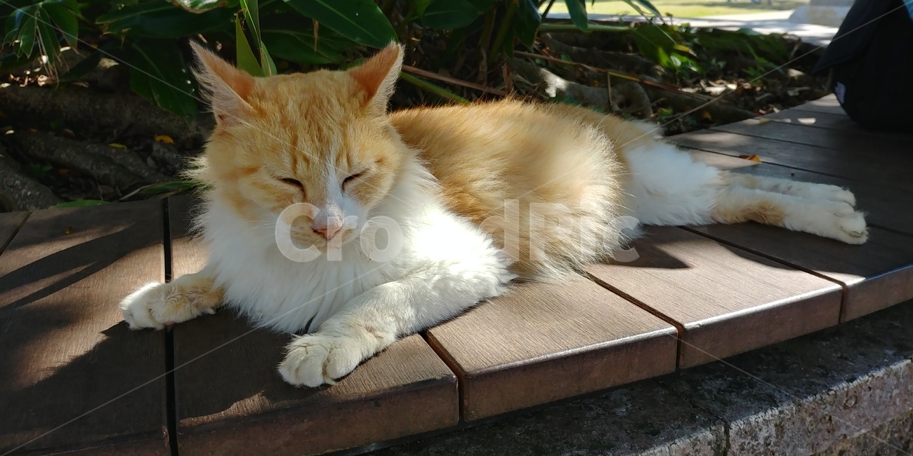 고양이,cat,졸다,휴식,낮잠,졸리다,야옹,동물,animal,포유류,mammal,고양이,cat,kitten,kitty