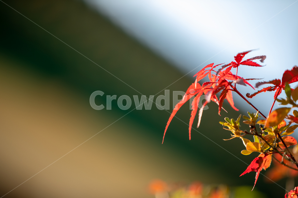 자연,풍경,나무잎,가을,단풍,단풍잎,가을,계절,fall,autumn,season,animal,동물,invertebrate,무척추 동물,insect,곤충
