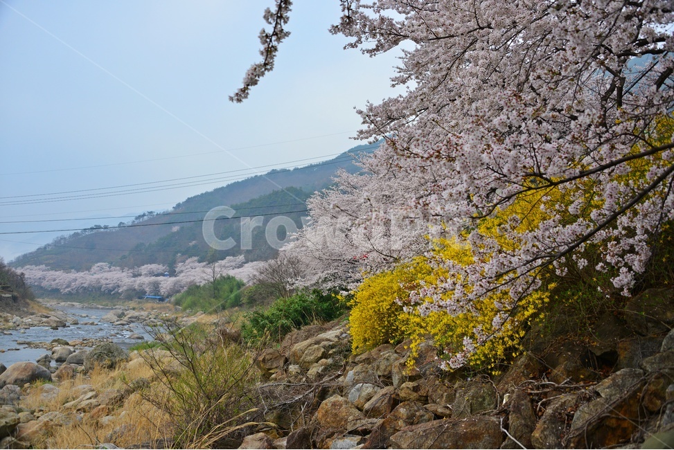 blossom,flower,꽃,cherryblossom,벚꽃,plant,식물,tree,나무,treetrunk,나무줄기,경남,하동,섬진강변,벚꽃길,화개십리벚꽃길,십리벚꽃길