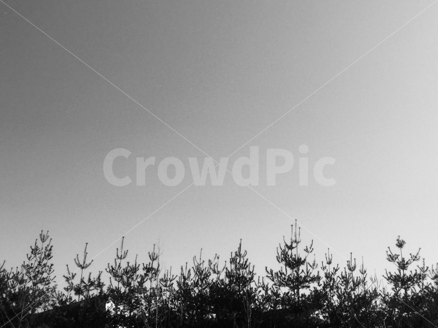 흑배사진,흑백,나무,하늘,배경,풍경,자연,풍경,nature,landscape,흑백,모노톤,monochrome,black and white