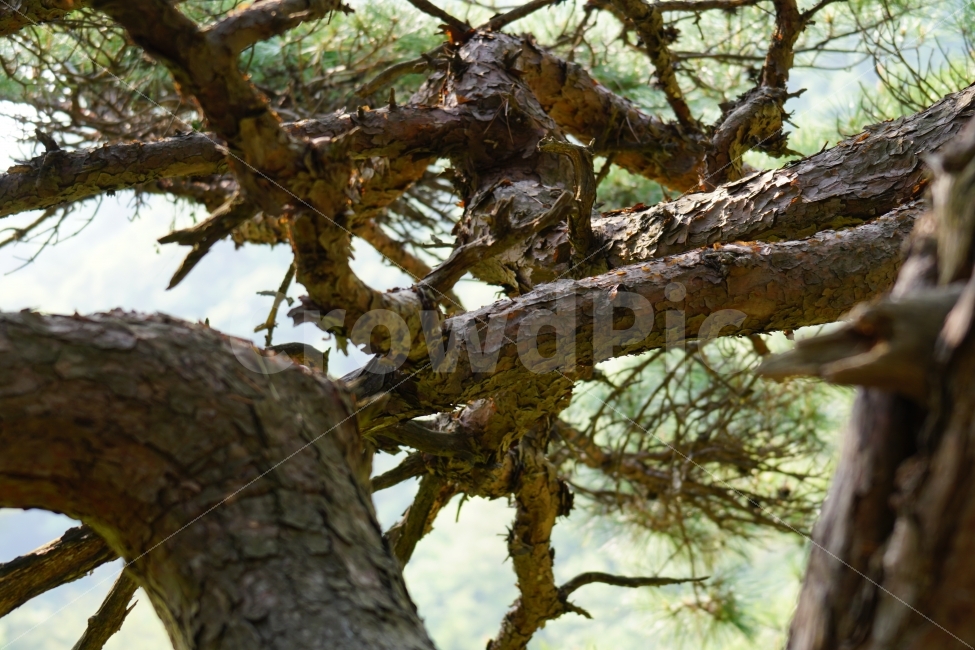 나무,숲,산림,삼림,나뭇가지,이파리,잎사귀,자연,식물,풍경,소요산,한국의자연,한국자연,landscape,snap,snapshot,스냅,스냅사진,스넵,스넵사진,tree,country,시골,숲속,forest,한국풍경,한국적인,경치,식물,자연,plants,nature