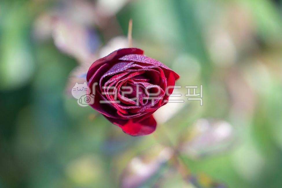  Foto zu flower, rose, 장미, 서리, 흑장미, 사진,이미지,일러스트,캘리그라피 - 연달래작가 