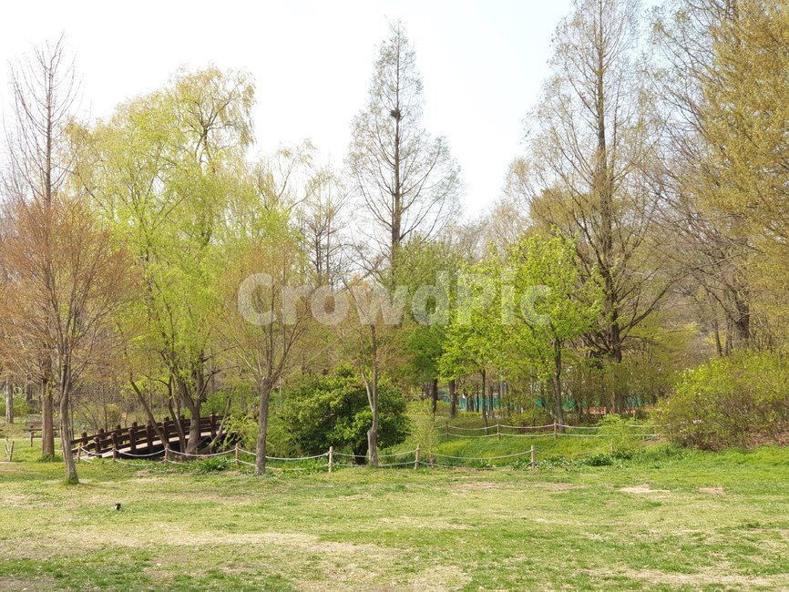 숲,공원,초록,자연,나무,들판,녹지,green,녹색,연두,tree,봄,여름,꽃,풀,자연,풍경,nature,landscape,plant,식물