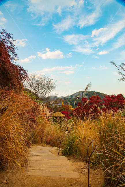 tree,나무,plant,식물,구름,가을,단풍,풍경,하늘,길,낙엽,감성,가을,계절,fall,autumn,season