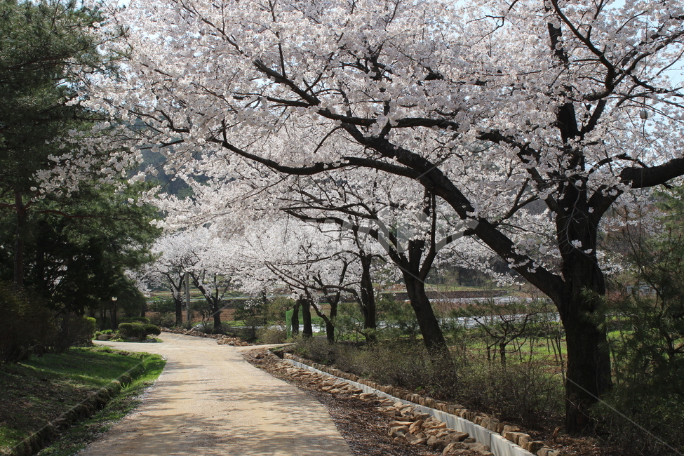 벚꽃길,벚꽃,소나무,길,나무,봄,계절,spring,season,자연,풍경,nature,landscape,plant,식물,flower,꽃,blossom