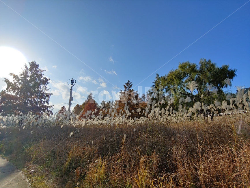 하늘,풍경,나무,공원,자연,자연,풍경,nature,landscape