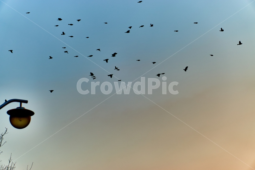 참새,새,조류,동물,animal,bird,흑백,blackandwhite,동물보호,감성,nature,자연,동물,animal,조류,새,birds