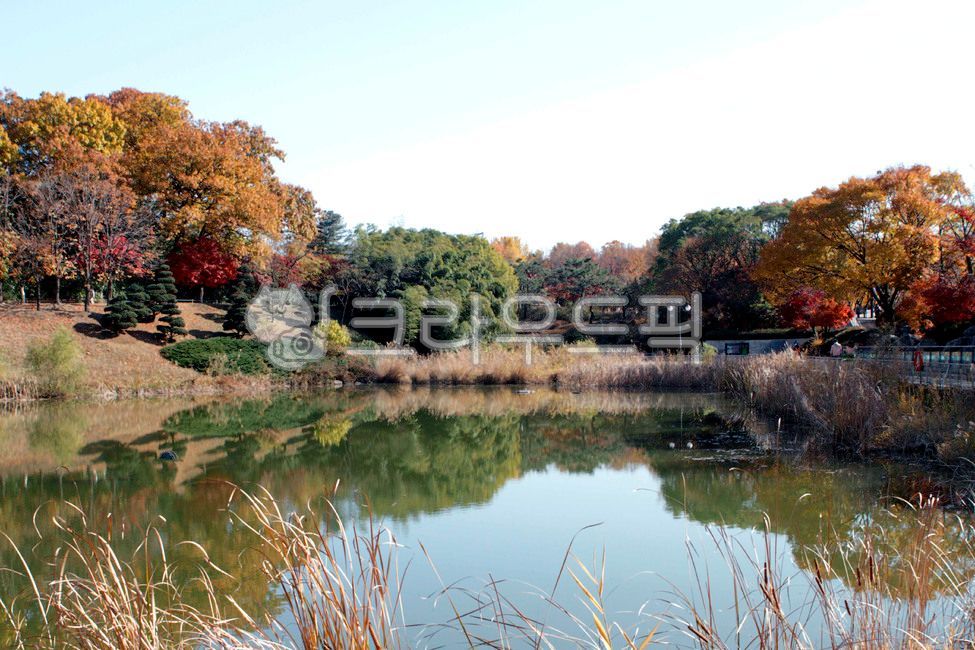 Olympic Park,theme park,Move room,city,nature,tree,water,seoul,trail,maple,lake,walk,Songpagu,park,Maple