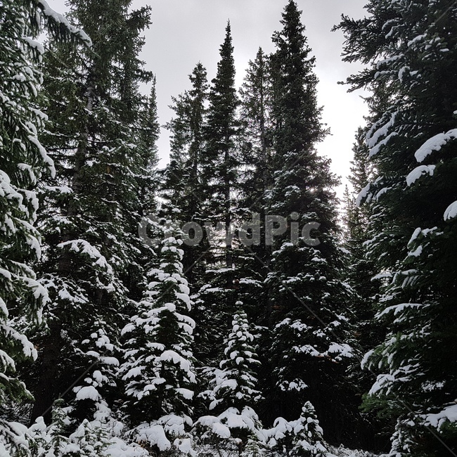 tree,나무,plant,식물,전나무,겨울,계절,winter,season