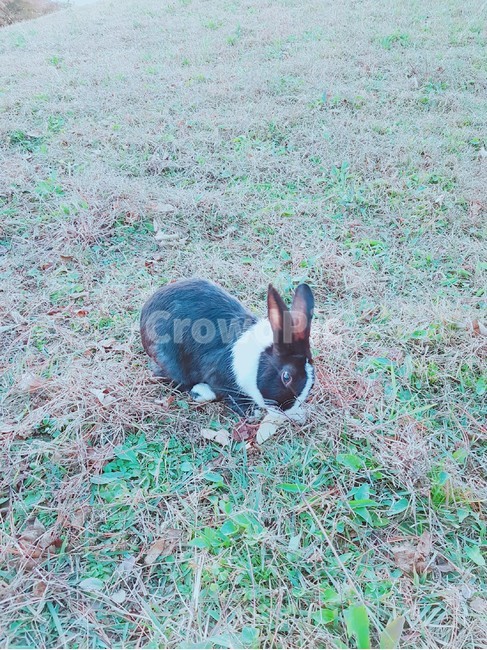 토끼,사과,사과먹는토끼,공원,귀여움