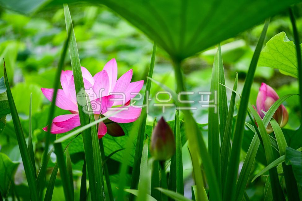 lotus leaf,Lotus,Buyeo Palace Namji,green green,flower