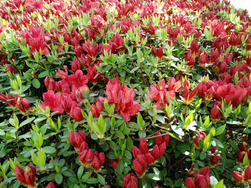 영산홍,진달래과,映山紅,상록관목,관상용,붉은색꽃,봄꽃,식물