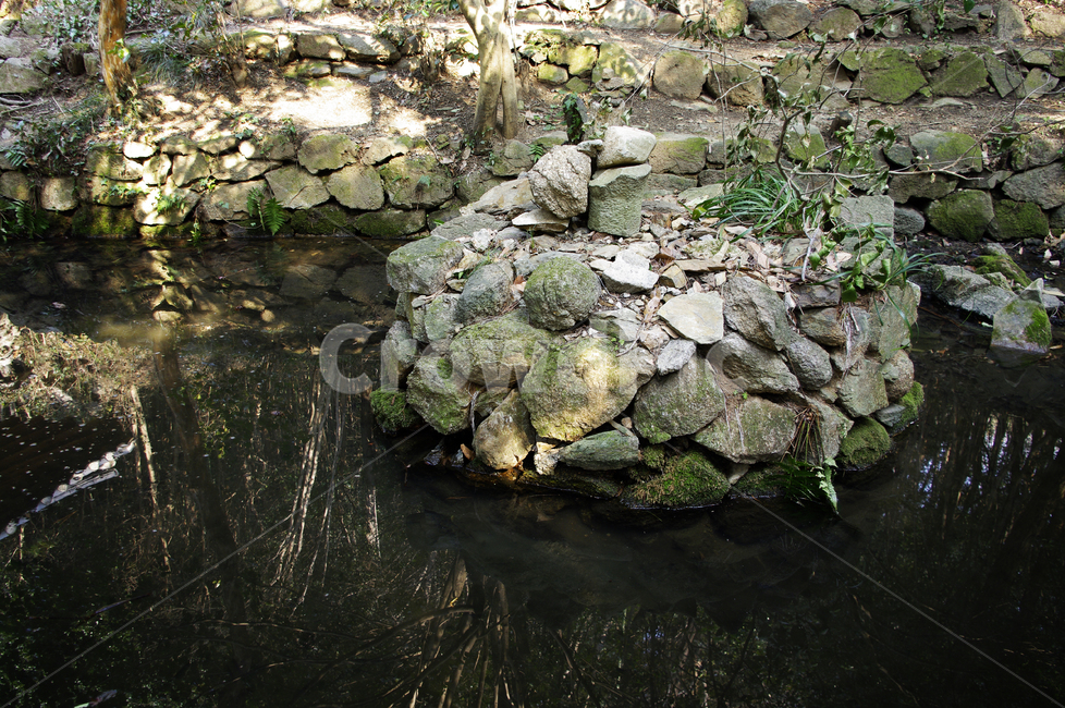식물,자연,plant,nature,연못,물,water,돌