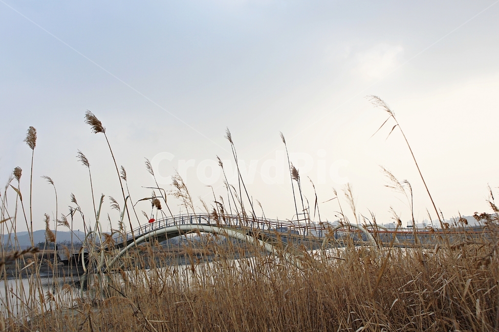 미생의다리,다리,갯벌,바다,생태공원,자연,배경,풍경,자연,풍경,nature,landscape,grass,잔디,plant,식물,lawn,reed,갈대