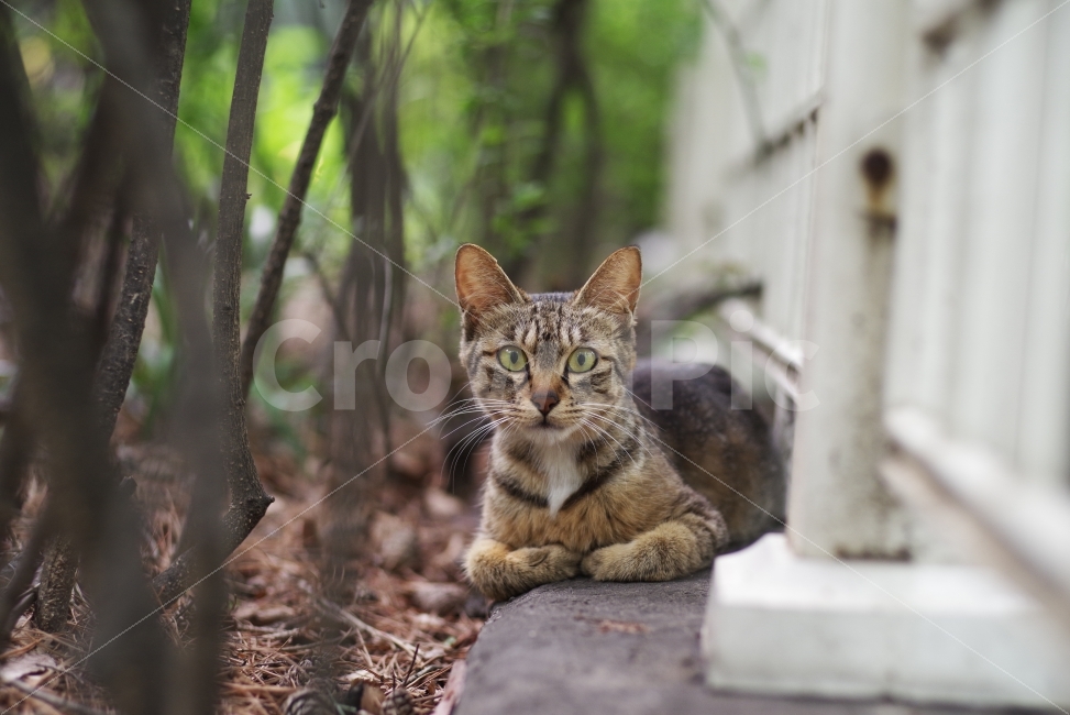 고양이,길고양이,길냥이,cat,감성사진,놀람,놀란고양이,고양이눈,동물,애완동물,반려동물,귀여움,귀여운사진,동물사진,kitty,kitten,cute,lovely,street,streetcat,stray,straycat,wild,wildlife,wildcat,animal,pet,wildanimal,자연,nature,natural,cateye,동물,animal,포유류,mammal,고양이,cat,kitten,kitty