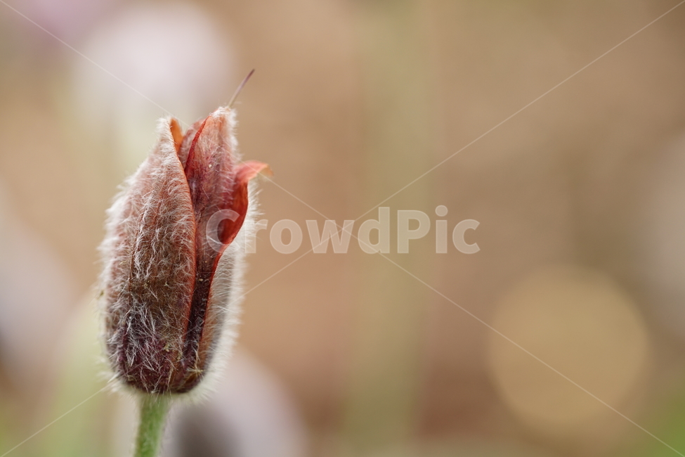 꽃,플라워,할미꽃,자연,접사,식물,생명,접사사진,풍경,꽃사진,flower,봄꽃,계절,봄,계절,spring,season,식물,자연,plants,nature,꽃,flower,감성,sensible,feeling,invertebrate,무척추 동물,insect,곤충,animal,동물,sprout,새싹,plant,bud,싹,blossom