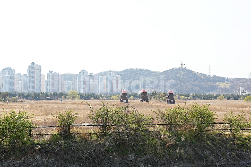 소래습지생태공원,억새,갈대,식물,공원,자연,풍경,생태공원