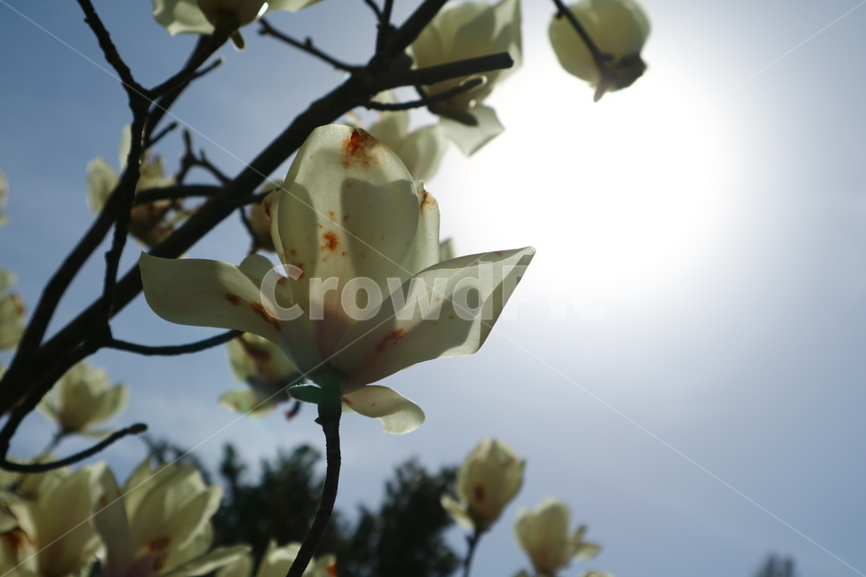 바탕화면,배경화면,목련,나무,목련나무,식물,자연,plants,nature,꽃,flower