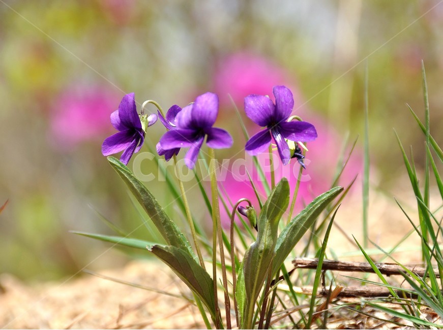 식물,자연,꽃,꽃밭,보라빛,아름다움,식물,자연,plants,nature,꽃,flower