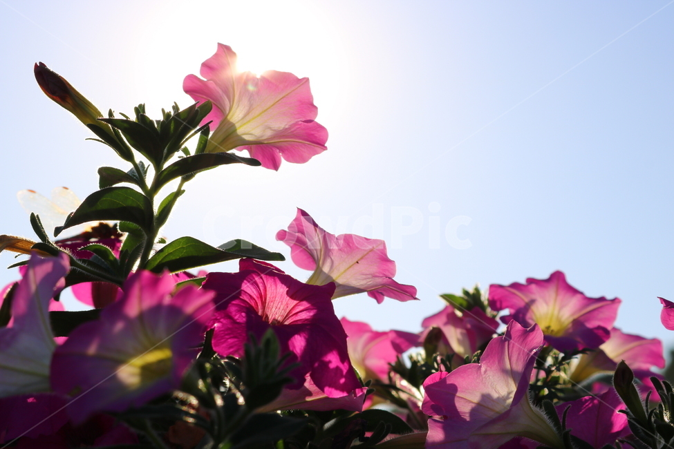 꽃,페튜니아,페튜니아꽃,식물,자연,페츄니아,분홍꽃,식물,자연,plants,nature,꽃,flower