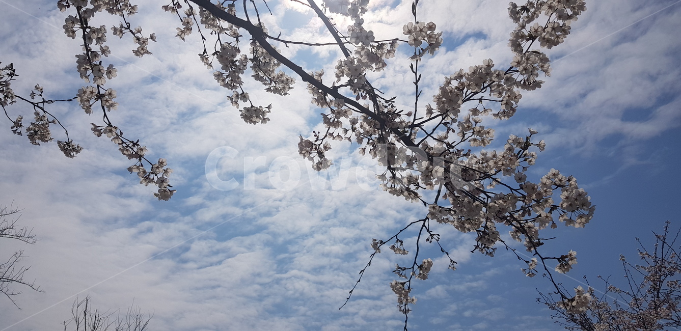 봄,맑은하늘,벚꽃,하늘,예쁜하늘