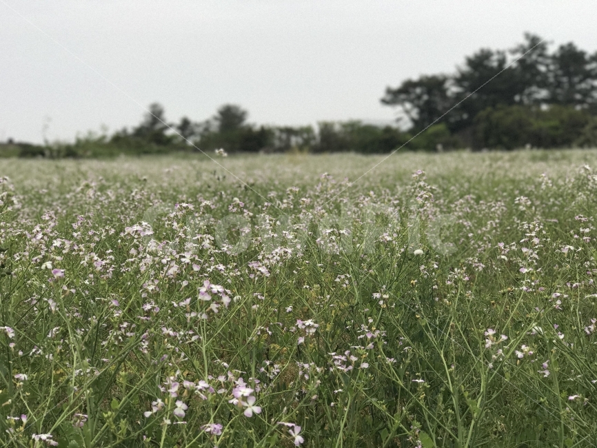 자연,감성,풍경,제주,원본,무보정,자연,풍경,nature,landscape,outdoors,옥외,grassland,목초지,field,들