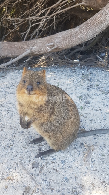 smiling,happy animals,australian animals,animal,Rottnest,australia,wild animals,quokka