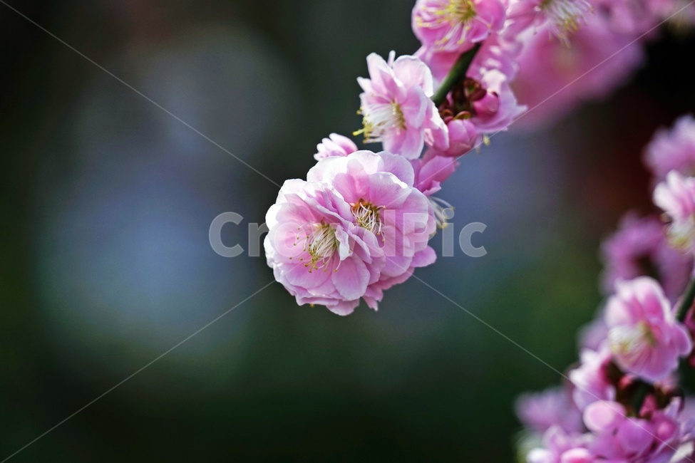 봄,꽃,매화,매화꽃,꽃사진,봄,계절,spring,season,식물,자연,plants,nature,꽃,flower,감성,sensible,feeling,plant,blossom