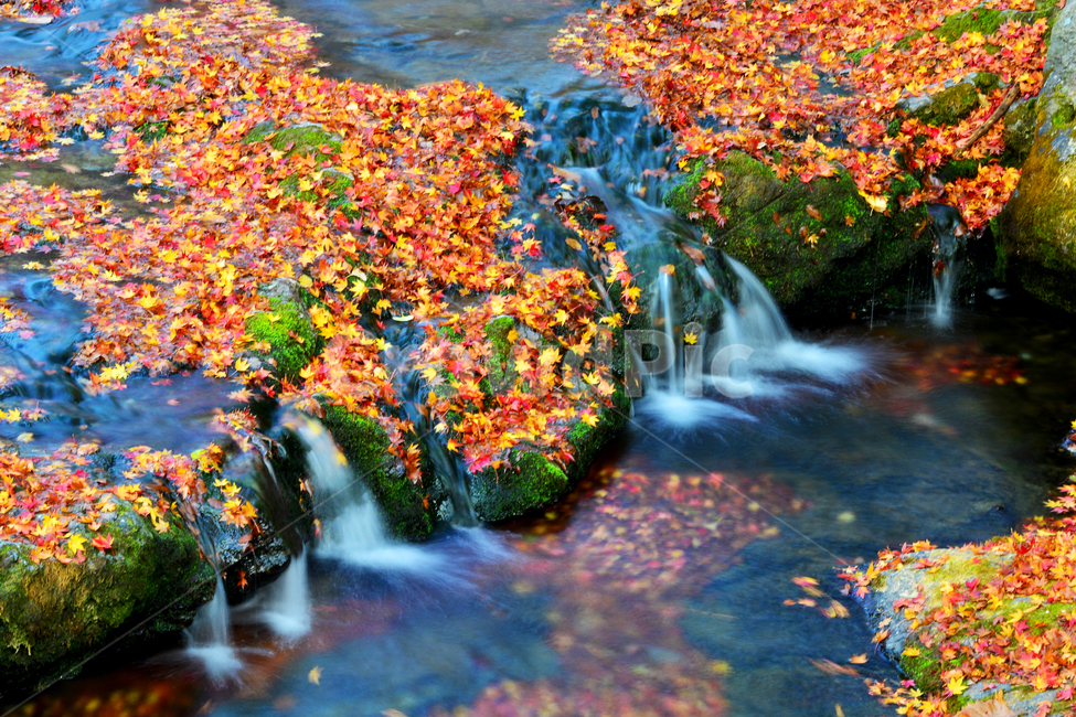 water,추색,계곡,가을,단풍,단풍잎,계절,낙옆,nature,자연,outdoors,scenery,풍경,landscape,경치,plant,식물,leaf,잎,maple,가을,계절,fall,autumn,season