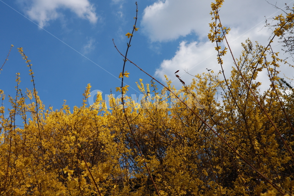 배경화면,wallpaper,감성,계절,봄,바람,하늘,산책,yellow,blue,파랑,노랑,꽃,개나리,축제,공원,산,봄,계절,spring,season