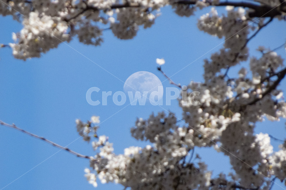 봄꽃,달,낮달,plant,식물,cherryblossom,벚꽃,flower,blossom,꽃,moon