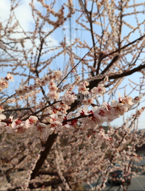 벚나무,꽃,봄,식물,자연,flower,spring,nature,botanic,식물,자연,plants,nature,꽃,flower