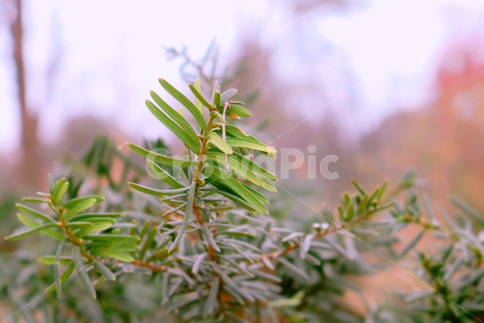 상록수,주목목,주목,식물,나무,나뭇잎,초록,겨울나무,식물,자연,plants,nature