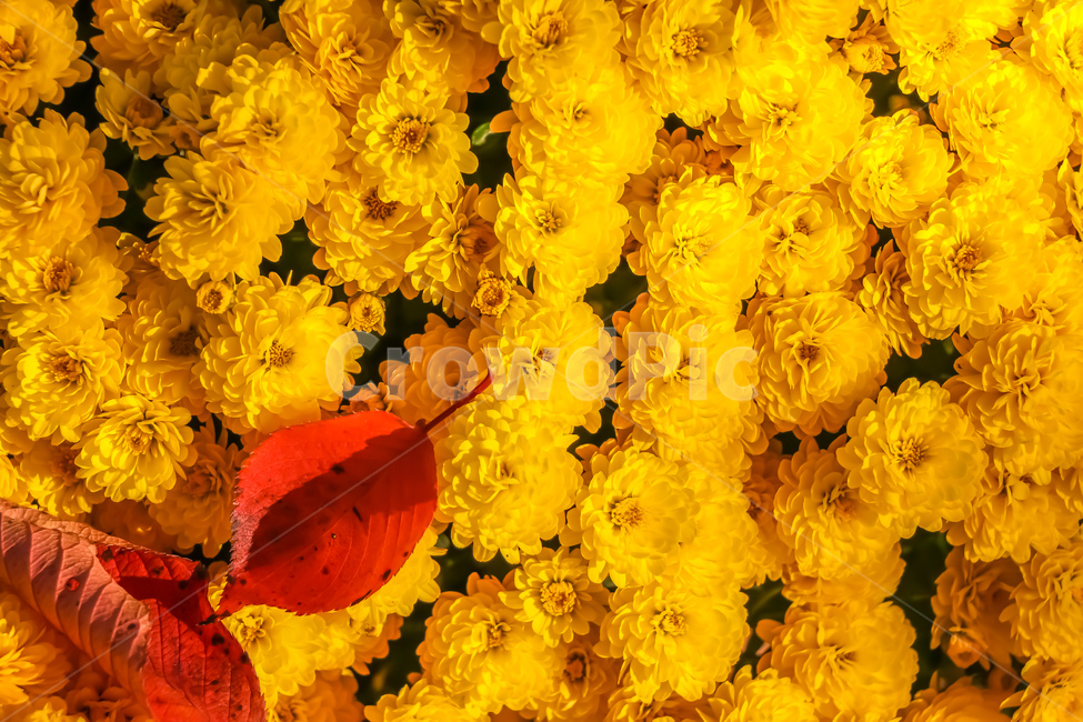 꽃,식물,봄,plant,blossom,flower,가을,국화