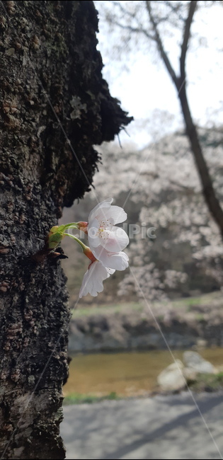 봄,꽃,벚꽃,flower,花,나무
