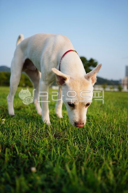 개,강아지,흰색,흰개,시고르자브종,흰강아지,하얀강아지,하얀개,흰색개,흰색강아지,잡종,흰색잡종,잔디,풀밭,잔디밭