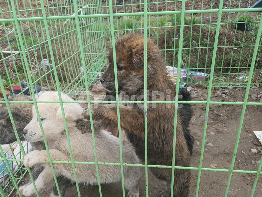 강아지,새끼강아지,개,시골강아지,시골,동물,animal,포유류,mammal,개,강아지,dog,doggy