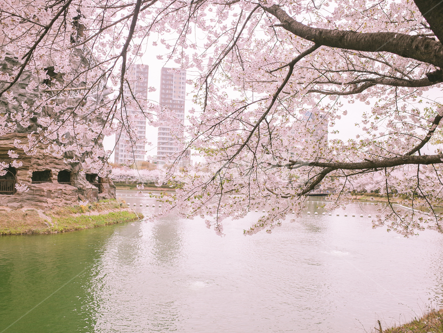 벚꽃,봄,벚꽃나무,석촌호수,서울,봄,계절,spring,season,자연,풍경,nature,landscape,plant,식물,blossom,꽃,cherry blossom,flower