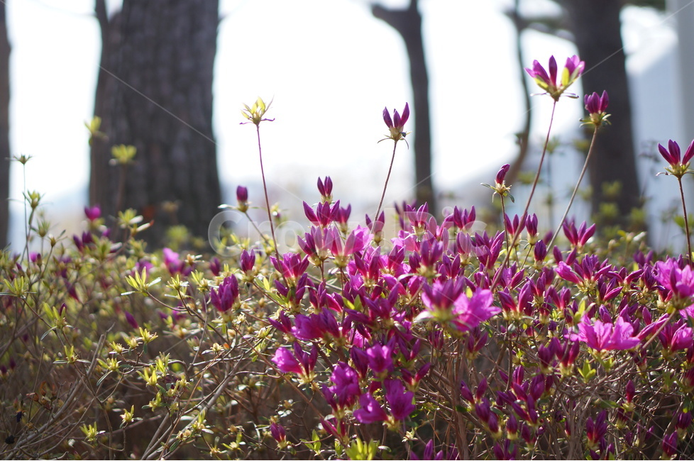 영산홍,소나무,핑크,봄,빛,나무,봄,계절,spring,season,식물,자연,plants,nature,꽃,flower,plant