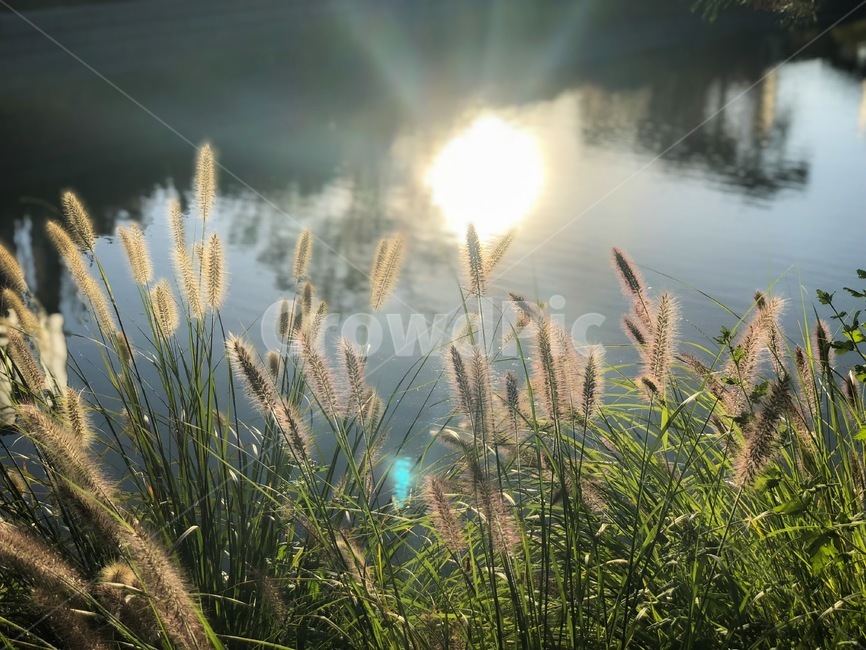 plant,식물,grass,lawn,잔디,햇빛,가을,계절,fall,autumn,season,식물,자연,plants,nature