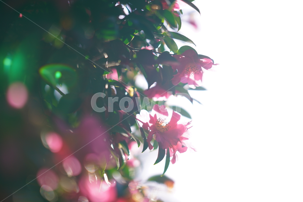 동백,동백꽃,위미리,애기동백,제주동백,식물,자연,plants,nature,꽃,flower