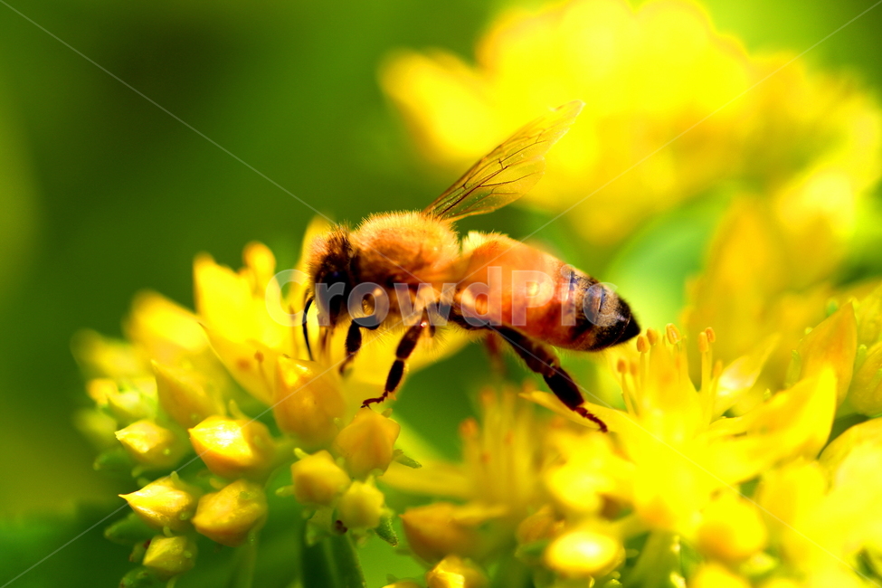 동물,곤충,식물,꽃,자연,식물,자연,plants,nature,꽃,flower,동물,animal,곤충,벌레,insect,bug